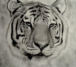 Tiger_by.jpg