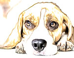 beagle-sketch.jpg
