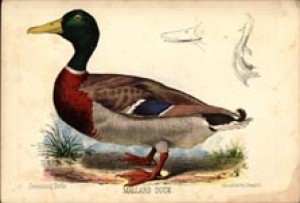duck1.jpg