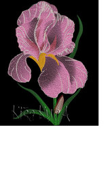 IRIS 1.JPG
