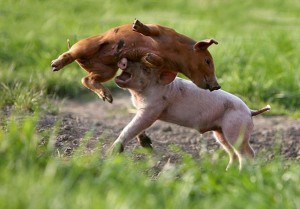 20060528-060525_pigs.jpg