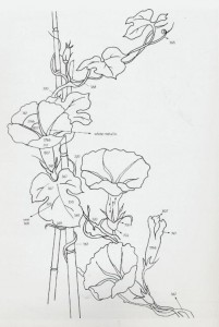 fl001.JPG
