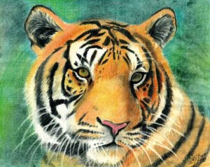 tiger001.jpg