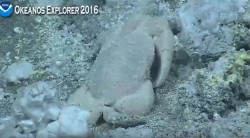 crab3.JPG