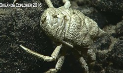 crab-ass.JPG