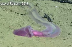 worm-whole.JPG