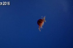 jelly-fish.JPG