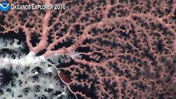 precious-coral.JPG