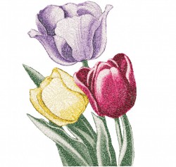 tulipTonito.jpg