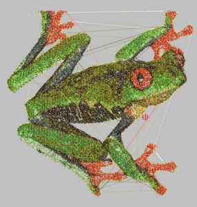 frog.jpg