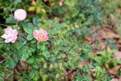 IMG_4737.JPG